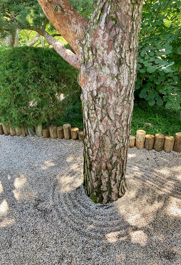 Zen Tree Photograph by Robert Joseph Fine Art America