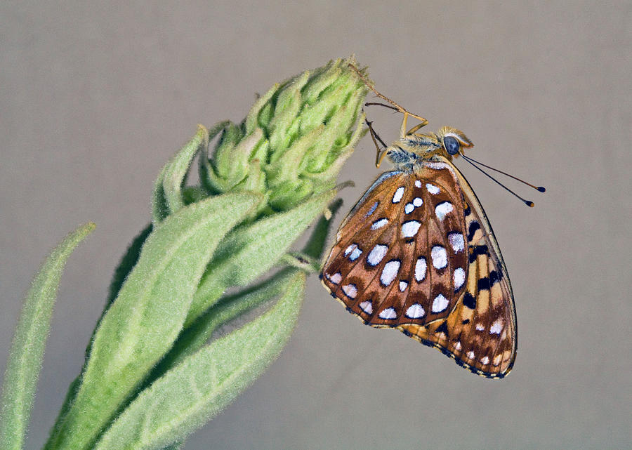 Zerene Fritillary Butterfly #1 Photograph by Buddy Mays