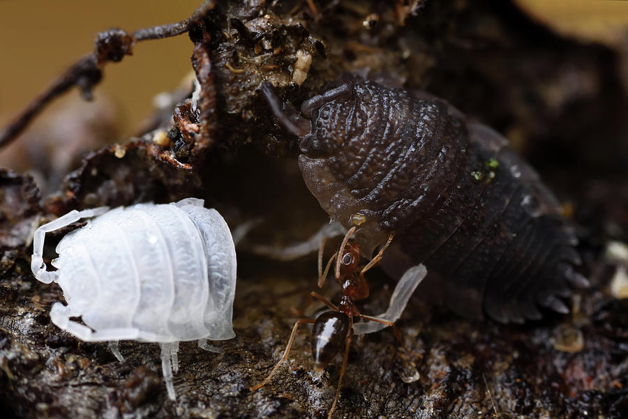 10-14-22--7307 The Isopod And Its Exoskeleton And The Ant, Don't Drop ...