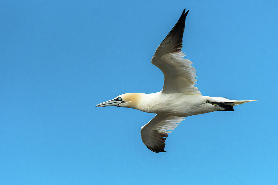 A Northern Gannet in flight on a sunny day summer Photograph by Stefan ...