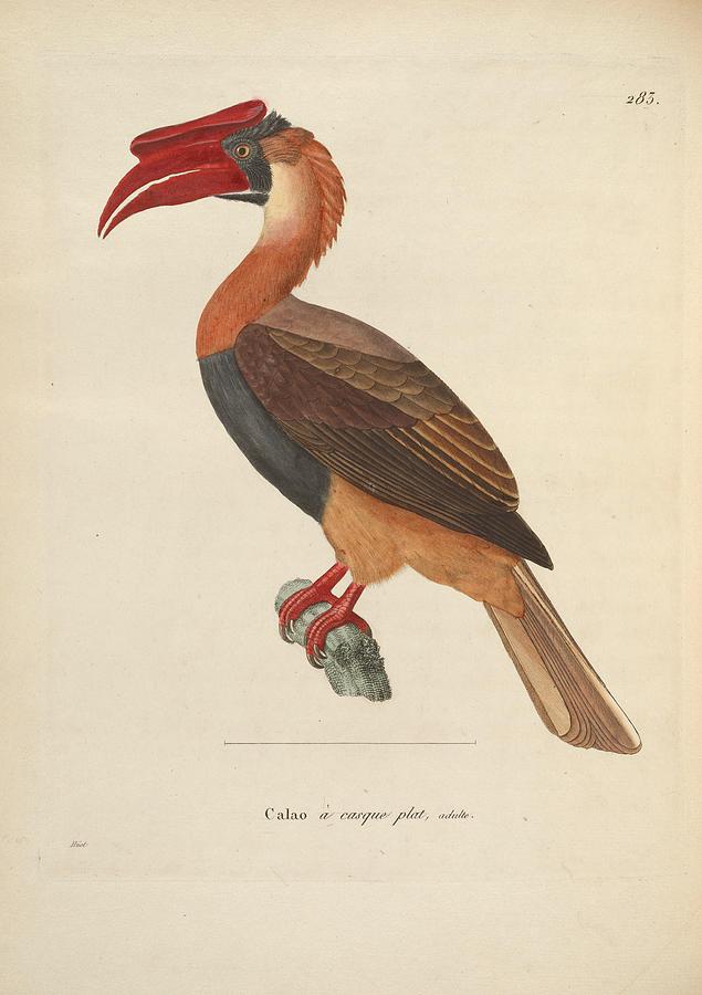 Antique Hornbill illustration #10 Mixed Media by World Art Collective