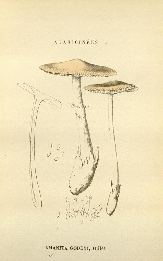 Antique Mushroom Illustration #10 Mixed Media by World Art Collective