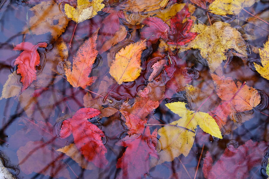Nature Photograph - Autumn Foliage #10 by Claude Laprise