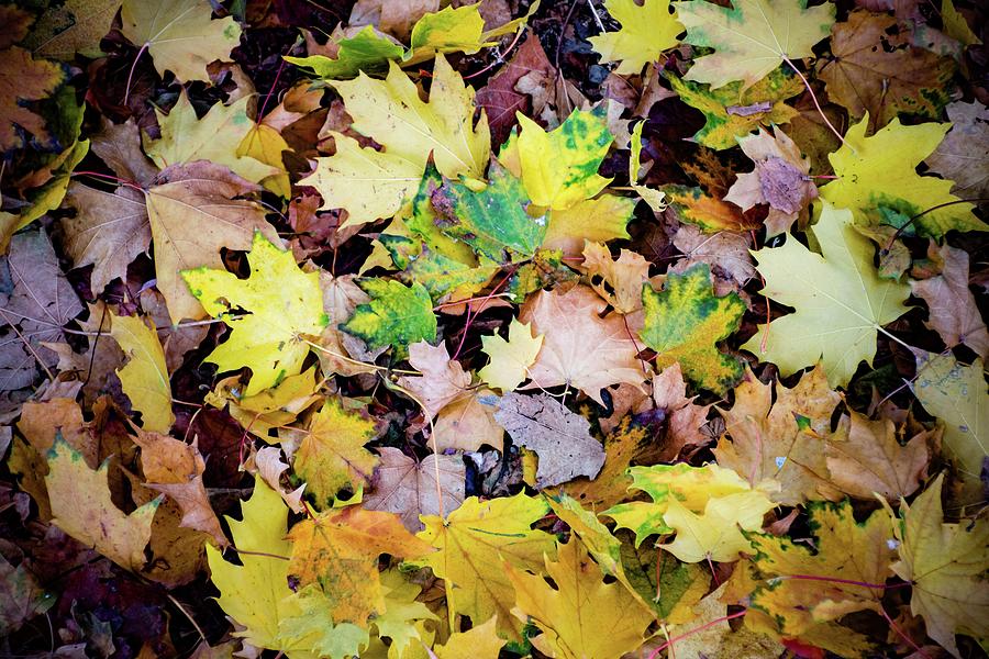 Autumn #10 Photograph by Robert Grac