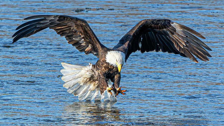 Bald Eagle #10 Photograph by Alan Moore