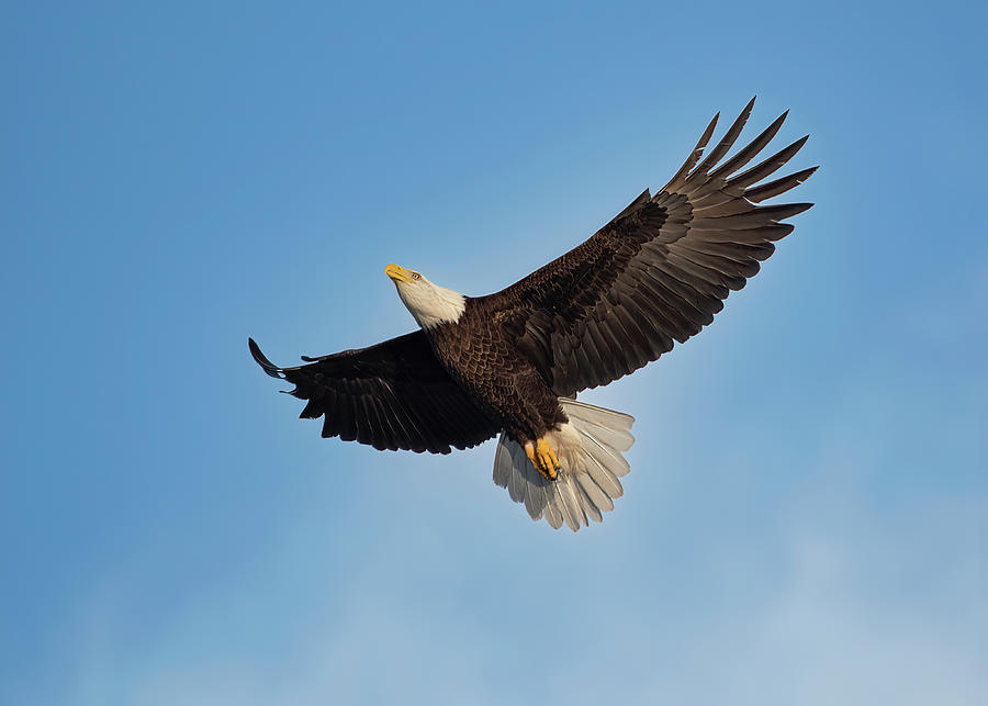 Bald Eagle #10 Photograph by Bill Dodsworth