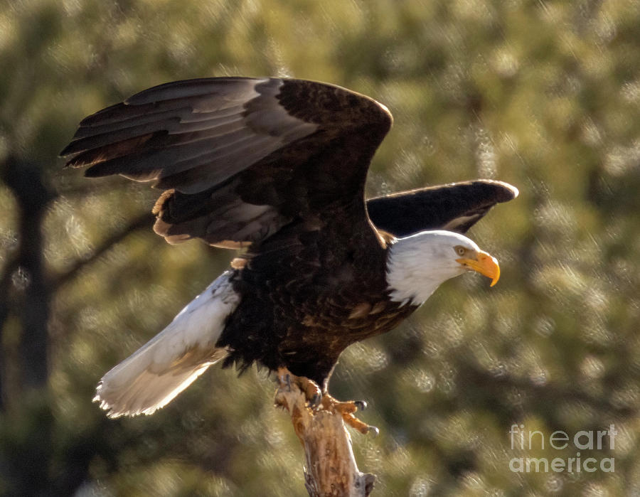 Bald Eagles in Eleven Mile Canyon #10 Photograph by Steven Krull