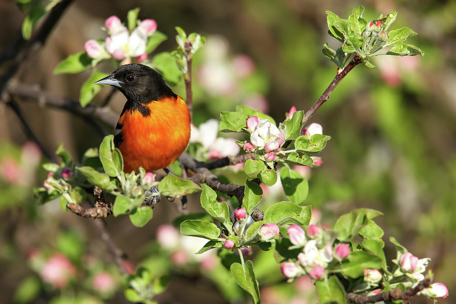 Baltimore Oriole #10 Photograph by Brook Burling Baltimore Oriole #10 Photograph by Brook Burling