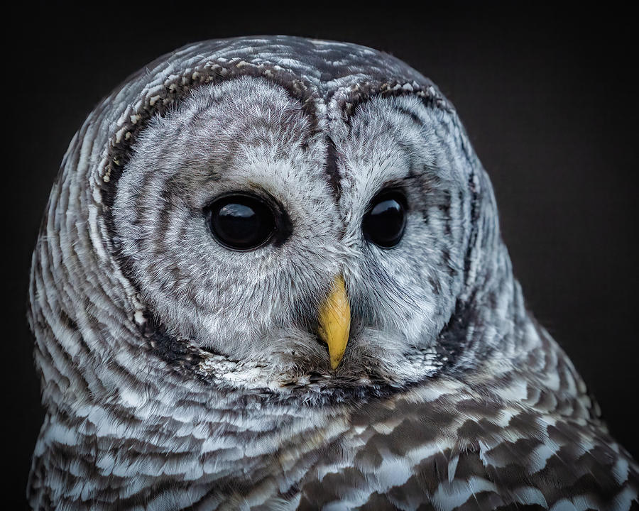 Barred Owl #10 Photograph by Brad Bellisle
