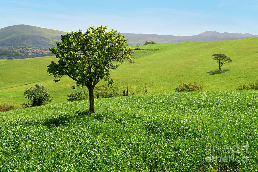 Nature Photograph - Beautiful spring landscape in Tuscany #11 by Beautiful Things