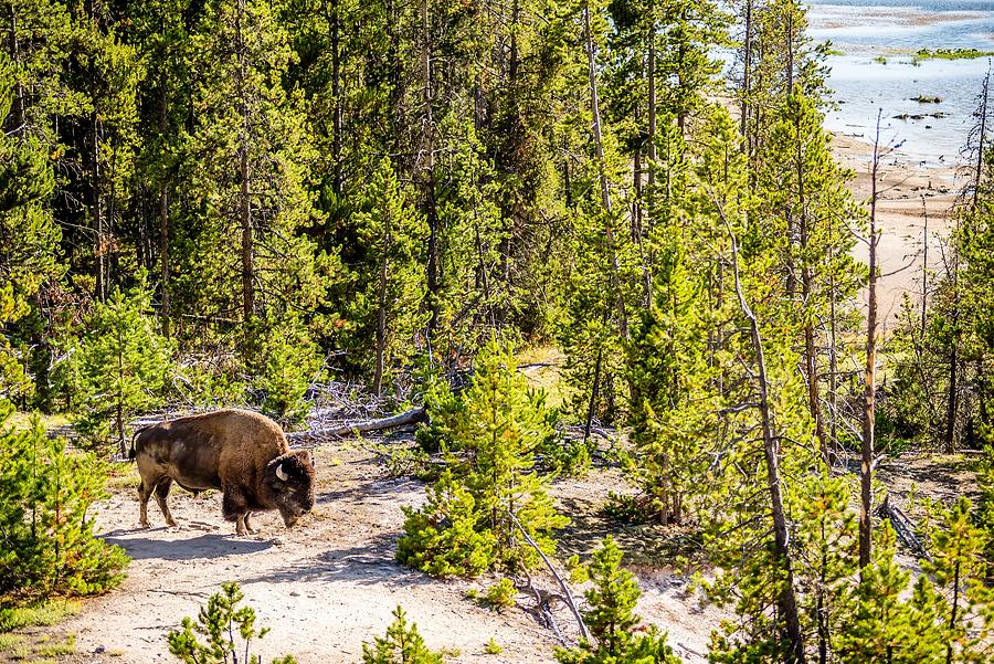 Bison Grazing On A Meadow In Yellowstone National Park #10 Photograph by Alex Grichenko