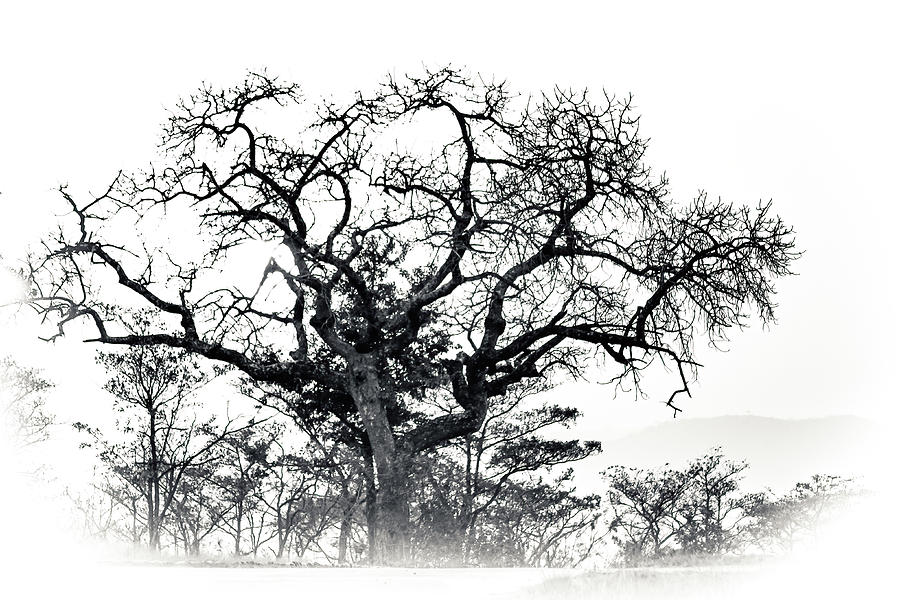 Black and White Tree Collector Edition #10 Photograph by Keith Carey