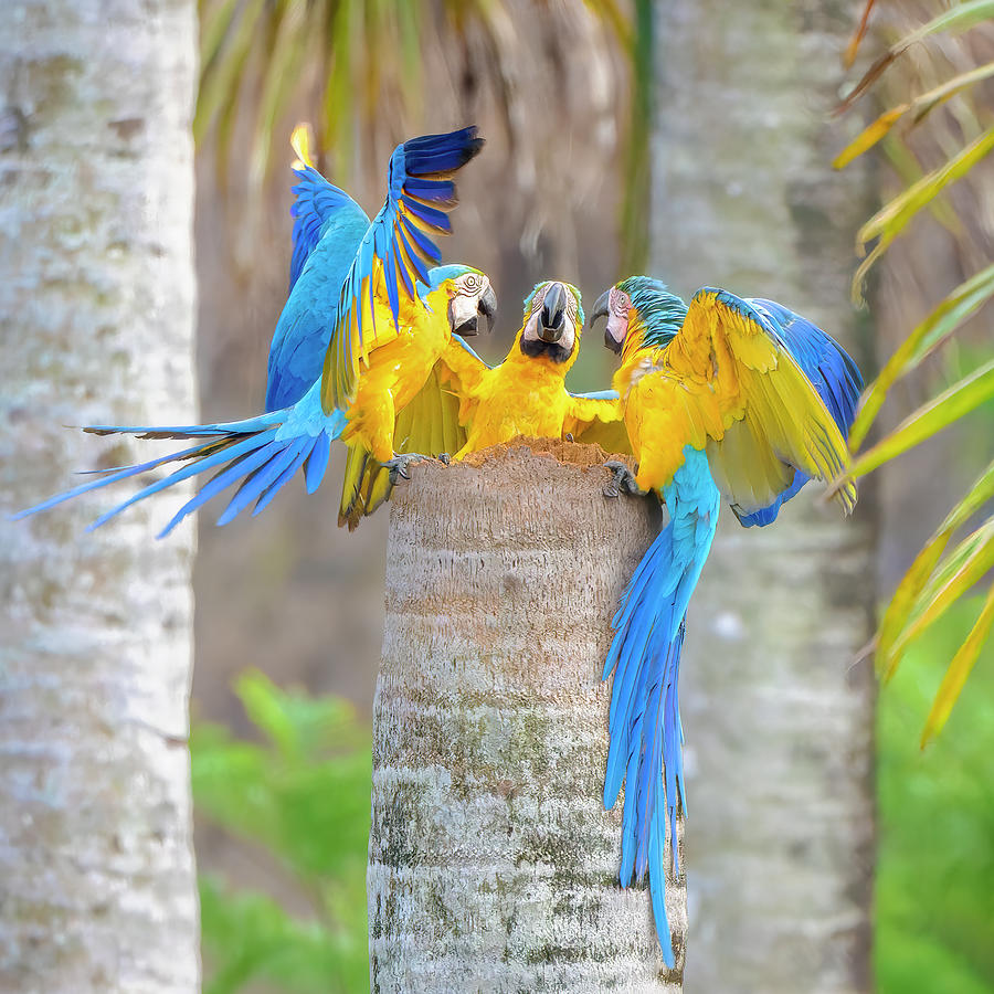 Blue and Yellow Macaw Doncello Caqueta Colombia #10 Photograph by Adam Rainoff