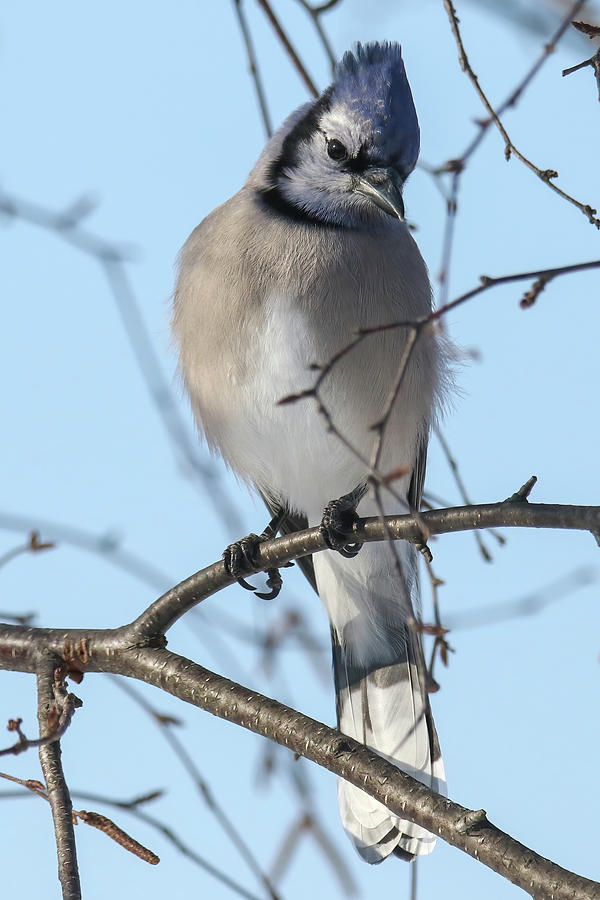 Blue Jay #10 Photograph by Brook Burling