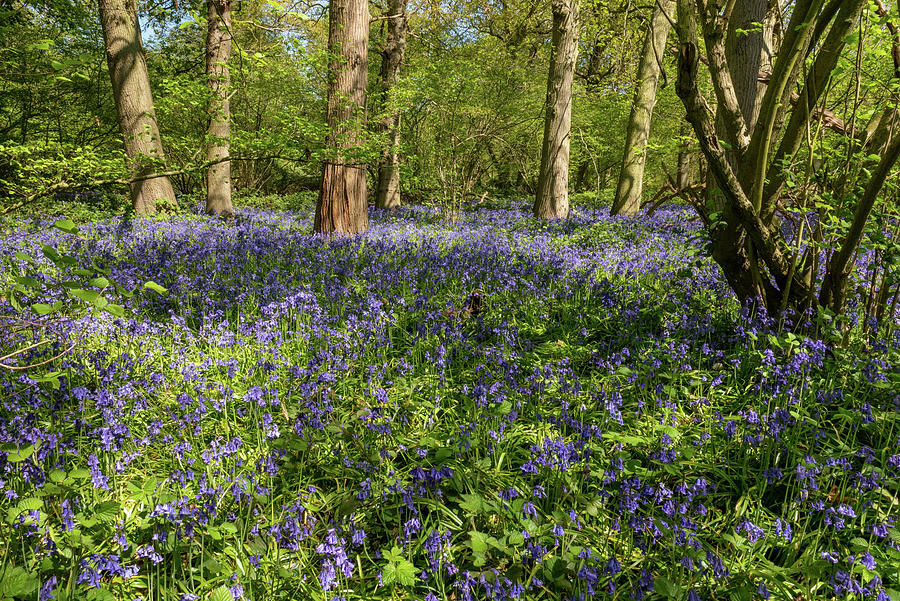 Bluebell woods #10 Photograph by Gary Eason