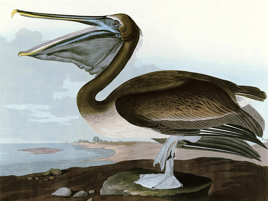 Brown Pelican Painting by John James Audubon | Fine Art America