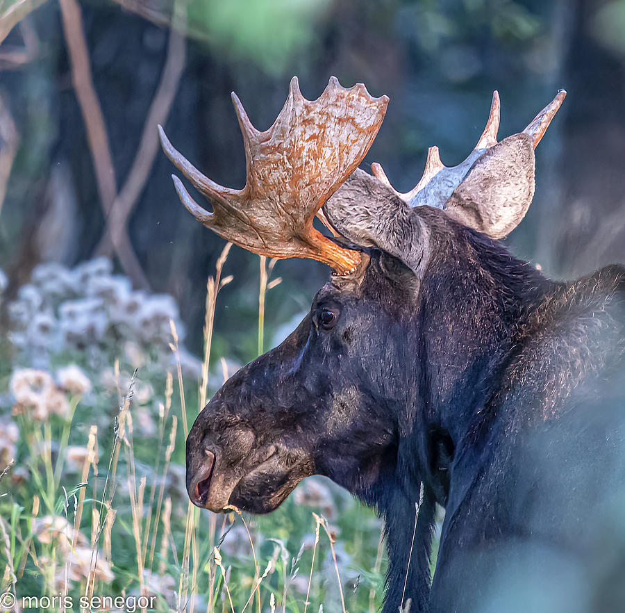 Bull moose, Wilson, WY #10 Photograph by Moris Senegor