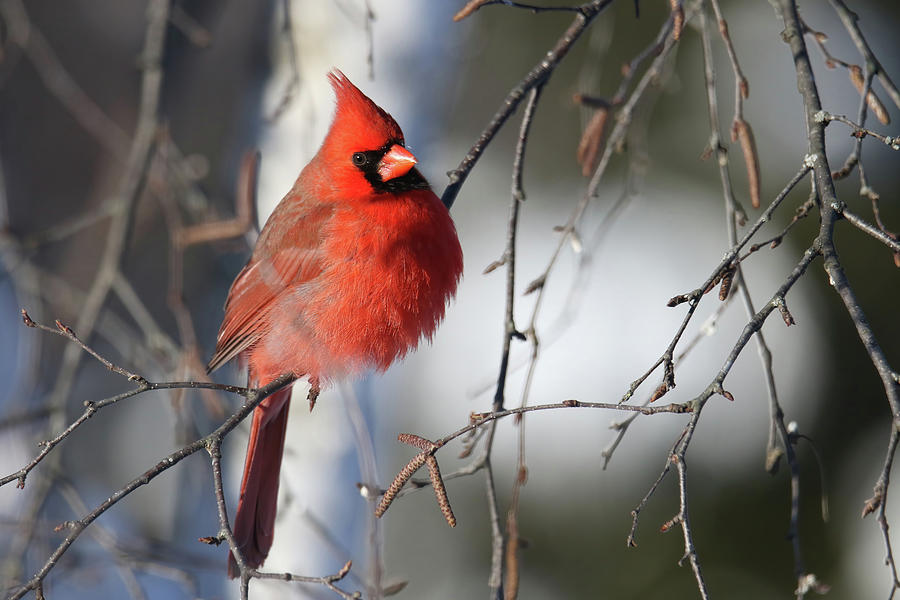 Cardinal #10 Photograph by Brook Burling