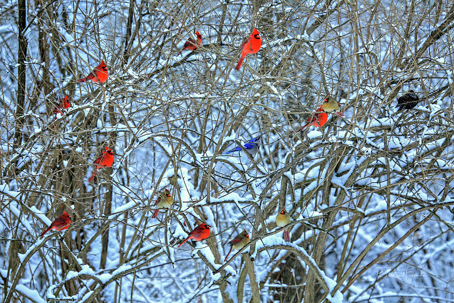 Cardinals Galore #10 Photograph by PJQandFriends Photography