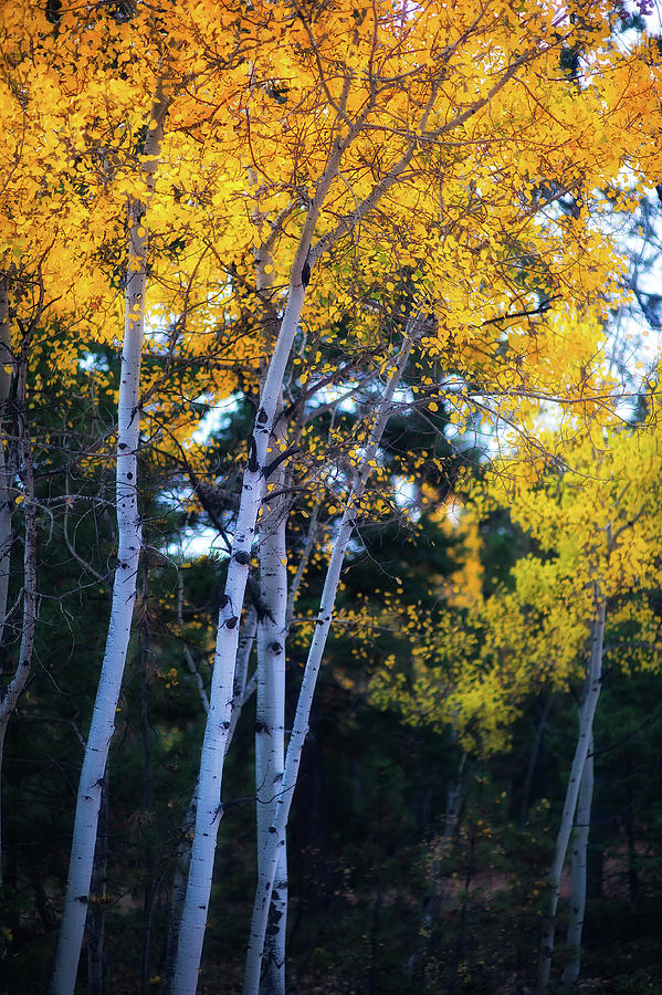 Fall colors, Colorado #3 Photograph by Doug Wittrock