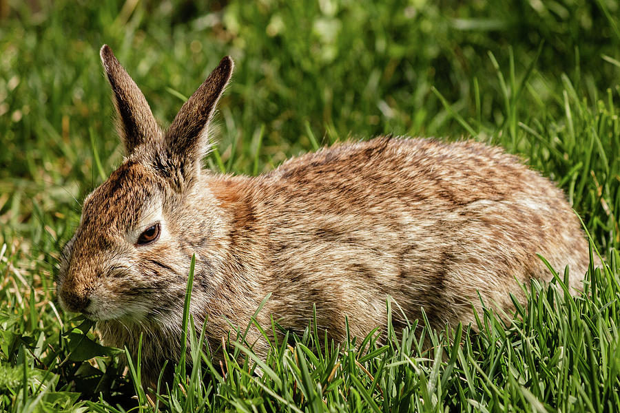 Eastern Cottontail rabbit #10 Photograph by SAURAVphoto Online Store