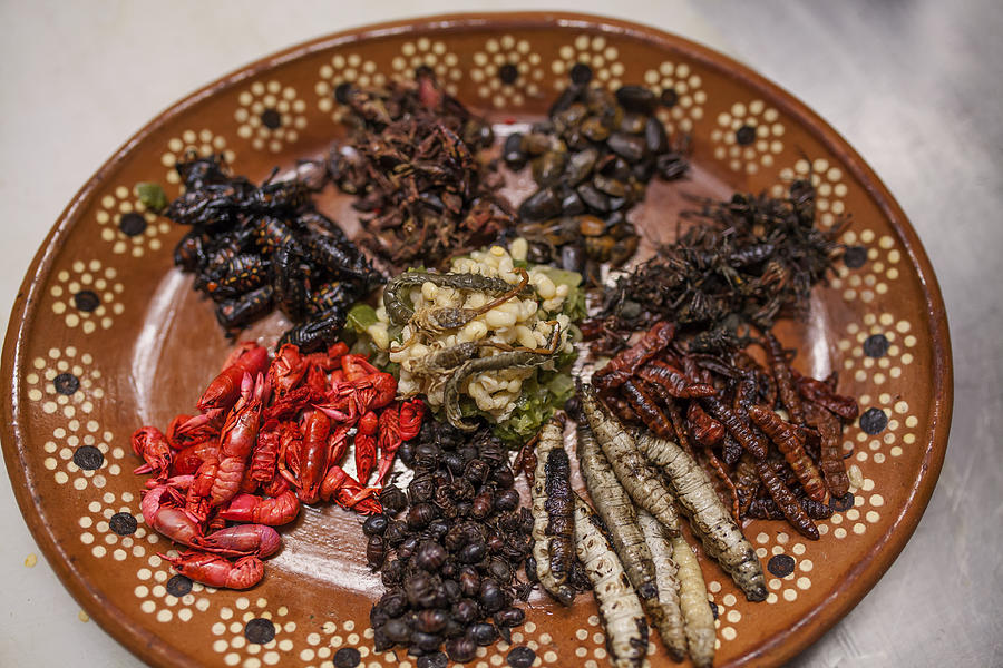 Edible insects prepared by a Mexican chef #10 Photograph by ©fitopardo