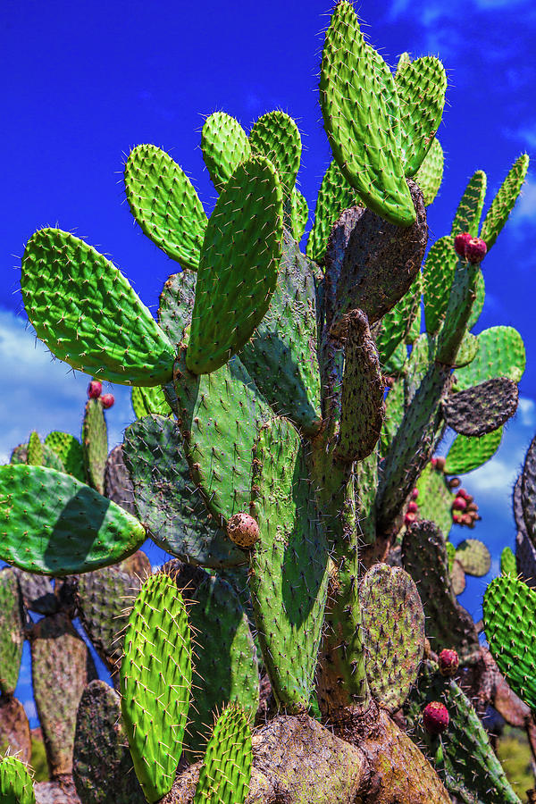 El Charco del Botanical Garden host beautiful cactus displays in San ...