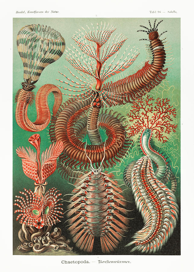 Ernst Haeckel Illustrations #10 Mixed Media by World Art Collective