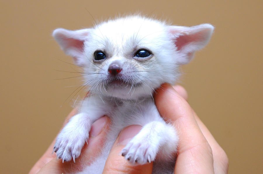 Fennec fox #10 Photograph by Floridapfe from S.Korea Kim in cherl