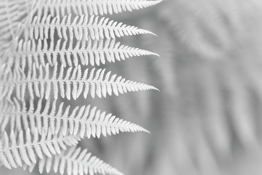 Ferns #10 Photograph by Alan Copson
