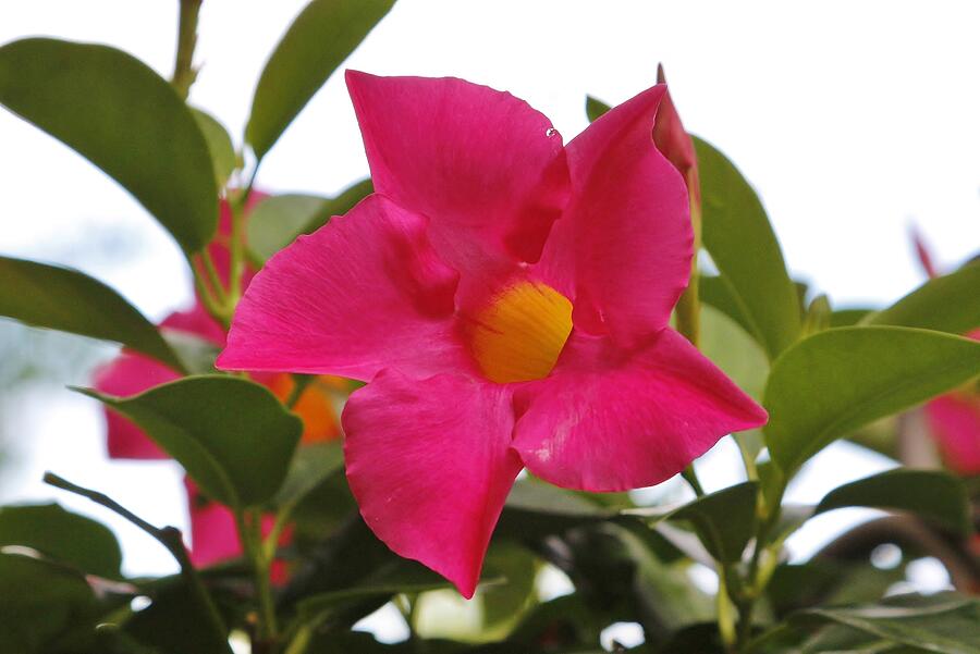 Flower #10 Photograph by John Walsh Flower #10 Photograph by John Walsh