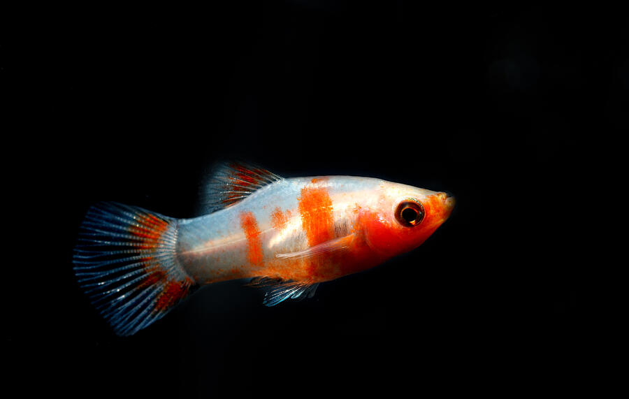 Freshwater Aquarium Fish #10 Photograph by Jeby69