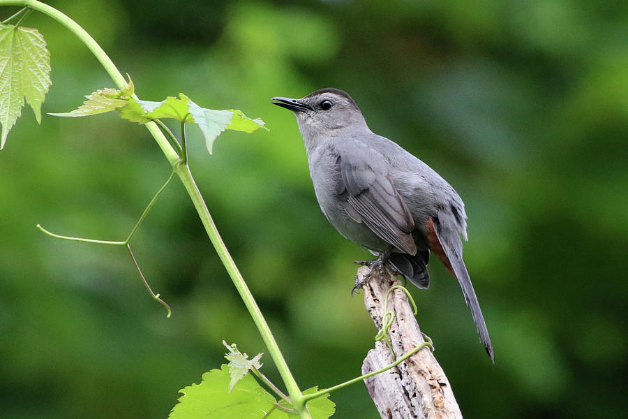 Gray Catbird Stony Brook New York Photograph by Bob Savage - Fine Art ...