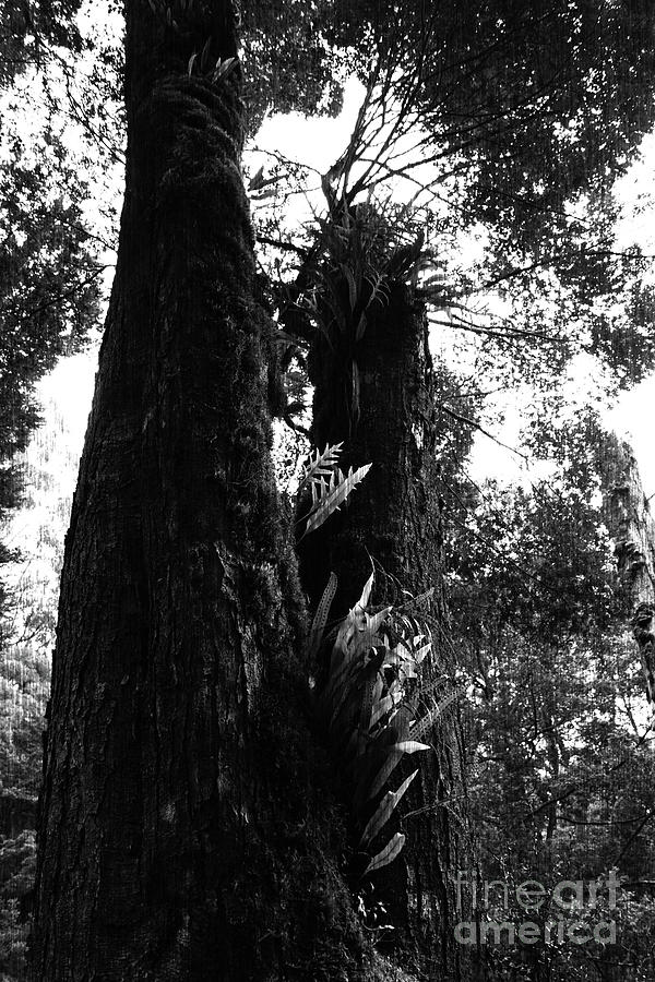 Great Otway Forest #10 Photograph by Cassandra Buckley