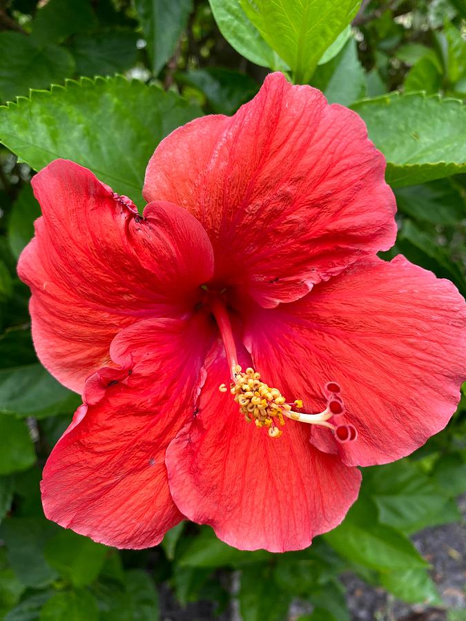 Hibiscus Revolution Photograph by Audrey Robillard - Fine Art America