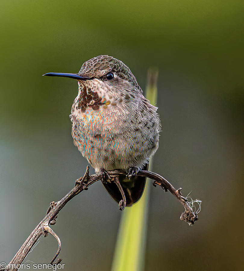 Hummingbird Photograph by Moris Senegor - Fine Art America