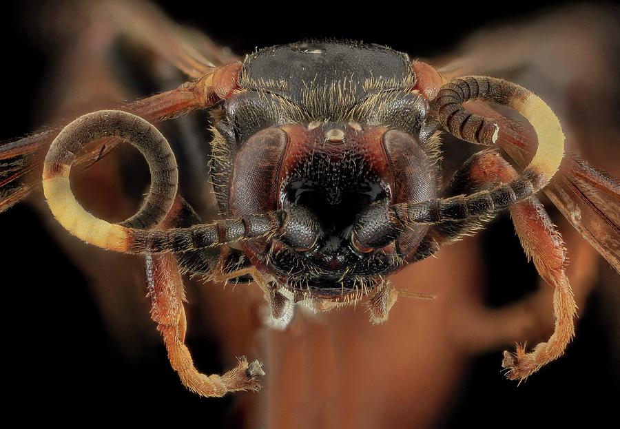 Insect Portraits of Beetles Bees Bugs and Wasps Photograph by NoMonkey ...