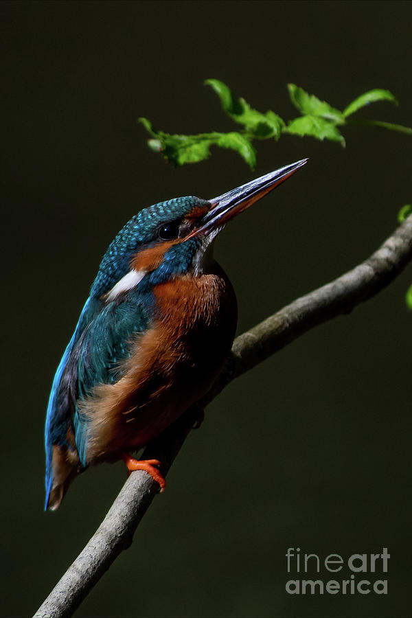 Kingfisher #10 Photograph by Jorgen Norgaard