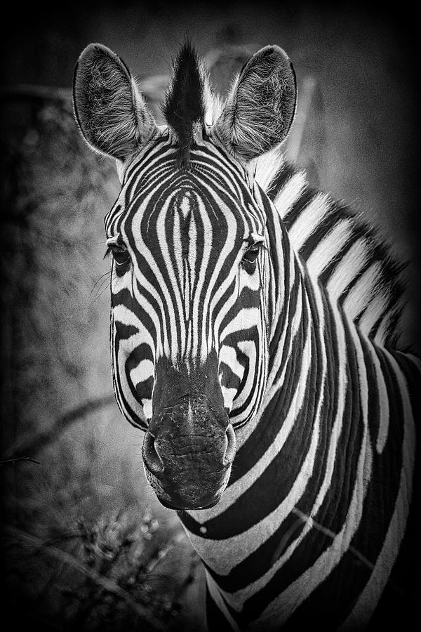 Kruger National Park South Africa #10 Photograph by Paul James Bannerman