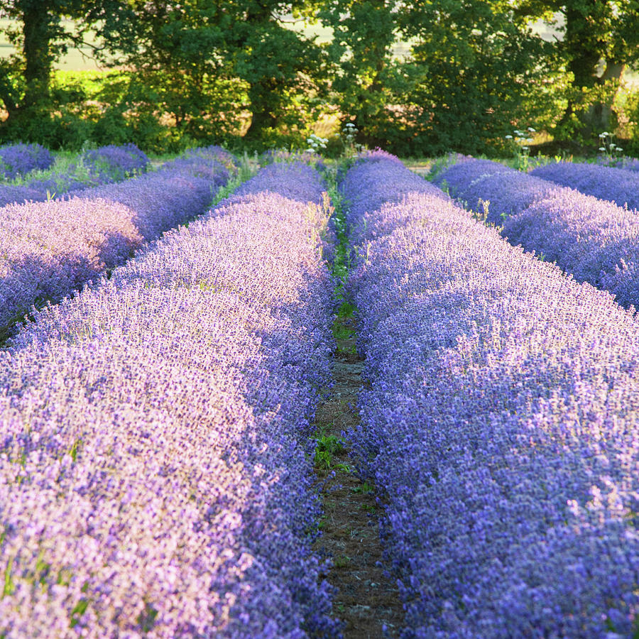 Lavender fields #10 Photograph by Ian Middleton