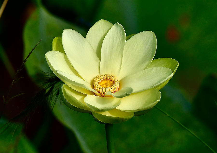 Lotus Blossom #10 Photograph by David Campione