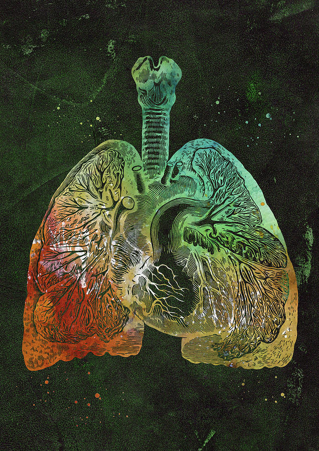 Lungs and Heart Digital Art by Erzebet S - Fine Art America