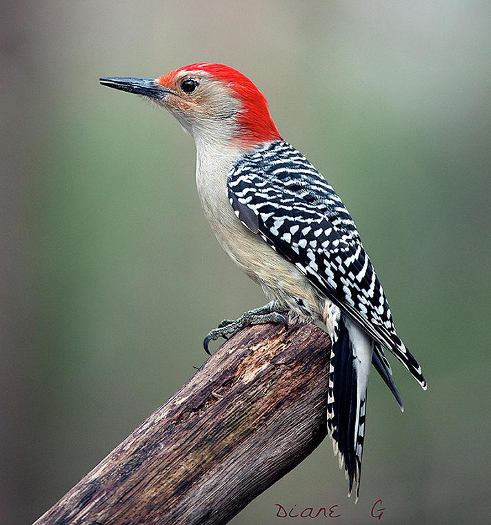 Male Red-bellied Woodpecker #10 Photograph by Diane Giurco