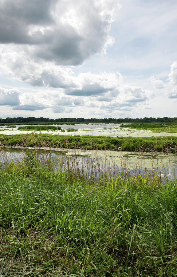 Michigan Wetland Photograph By Linda Kerkau - Pixels