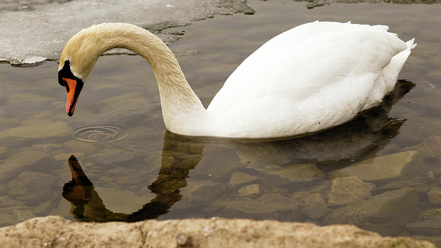 Mute swan #10 Photograph by SAURAVphoto Online Store
