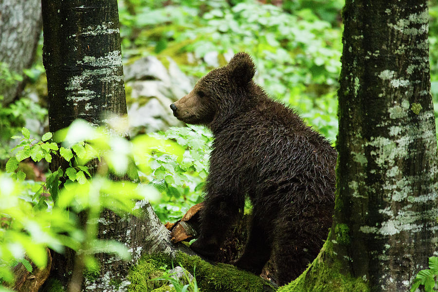 One year old Brown Bear in Slovenia #10 Photograph by Ian Middleton