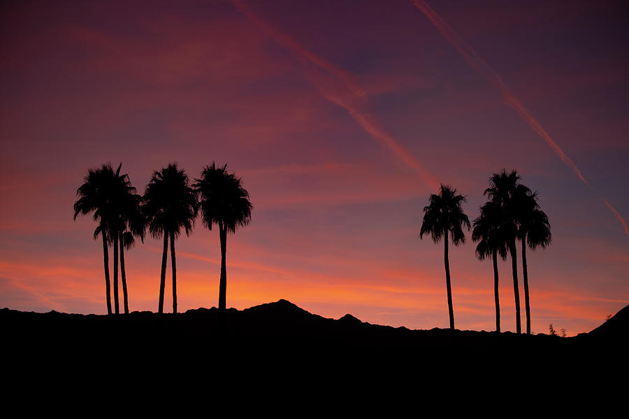 10 Palm Silhouettes at Sunset Palm Desert California Photograph by Bonnie Colgan