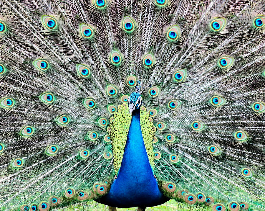 Peacock Photograph By Scotty Alston Fine Art America 1741