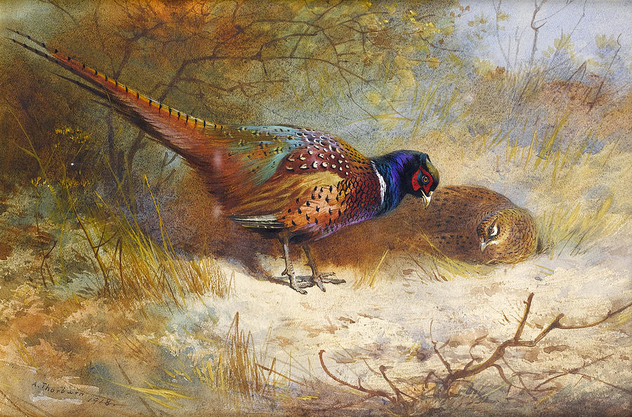 Pheasants #11 Drawing by Archibald Thorburn