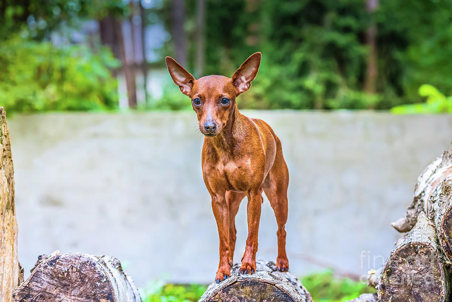 Red 2024 pinscher dog